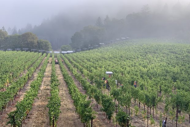 Michael Keenan filming among the vines at harvest