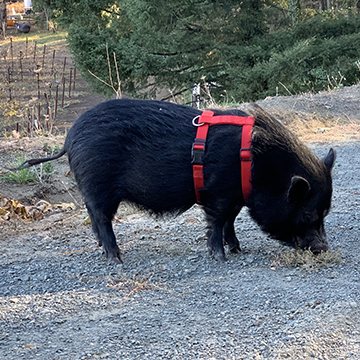 Little Billy, Squealer in Charge